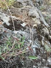 Eriogonum heracleoides