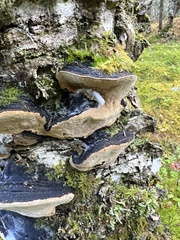 Phellinus lundellii