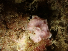 Dysidea fragilis