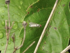 Therevidae