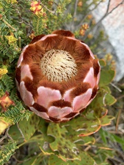 Protea speciosa