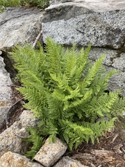 Athyrium americanum
