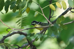 Periparus venustulus