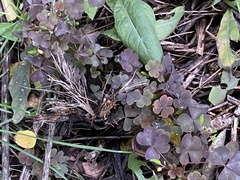 Oxalis stricta rufa