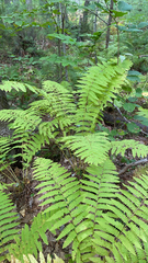 Osmunda claytoniana