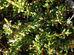 Kalmia procumbens