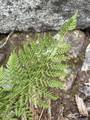 Athyrium americanum