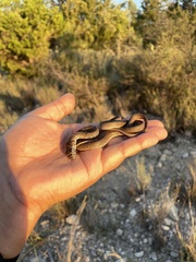 Masticophis flagellum testaceus