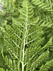 Athyrium americanum