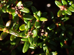 Kalmia procumbens