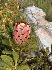 Protea speciosa