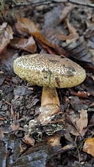 Xerocomellus chrysenteron