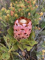 Protea speciosa