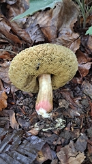 Xerocomellus chrysenteron