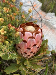 Protea speciosa