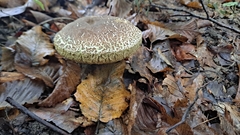 Xerocomellus chrysenteron