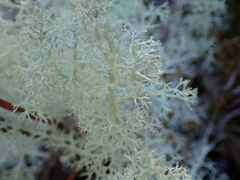 Cladonia arbuscula mitis