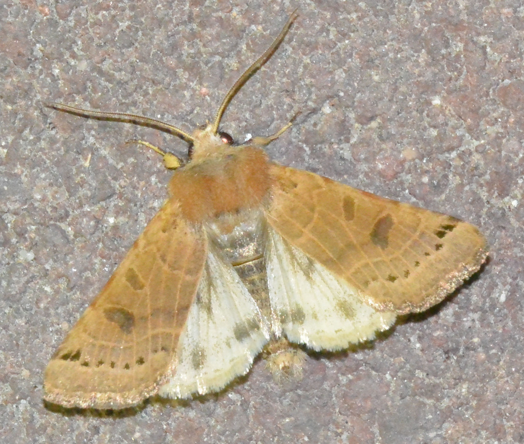 Lunar Underwing