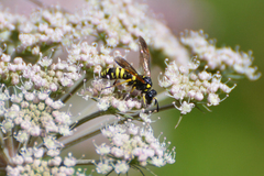 Tenthredo marginella