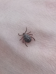 Dermacentor reticulatus