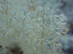 Cladonia arbuscula mitis