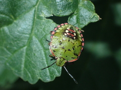 Nezara viridula