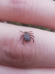 Dermacentor reticulatus