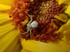 Misumena vatia