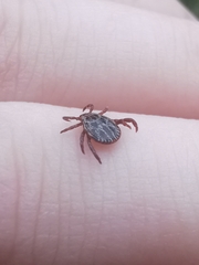 Dermacentor reticulatus