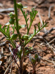 Carrichtera annua