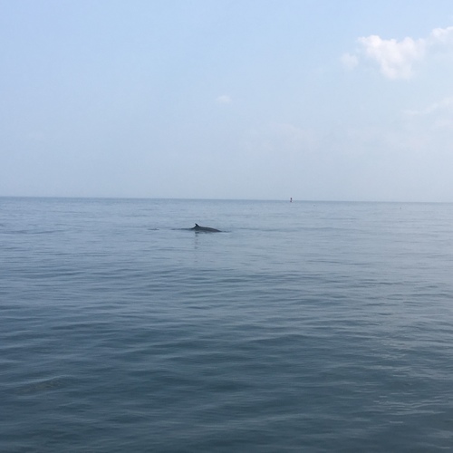 Balaenoptera acutorostrata