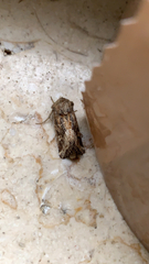 Spodoptera litura