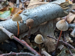 Mycena crocata