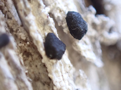 Mycoblastus sanguinarius