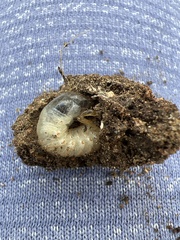 Scarabaeidae