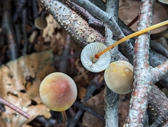 Mycena crocata