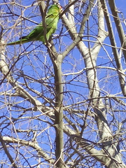 Psittacara mitratus