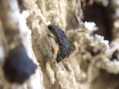 Mycoblastus sanguinarius