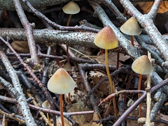 Mycena crocata