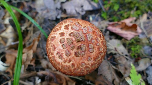 Suillus spectabilis