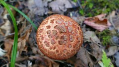 Suillus spectabilis