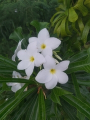 Plumeria pudica
