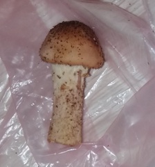 Armillaria