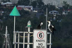 Phalacrocorax varius