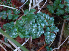 Coptis aspleniifolia