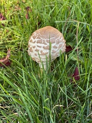 Chlorophyllum