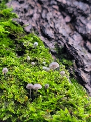 Mycena corticola