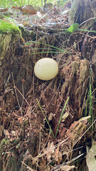 Scleroderma citrinum