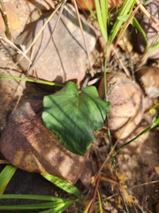 Pelargonium asarifolium