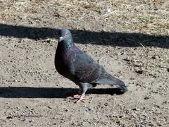 Columba livia